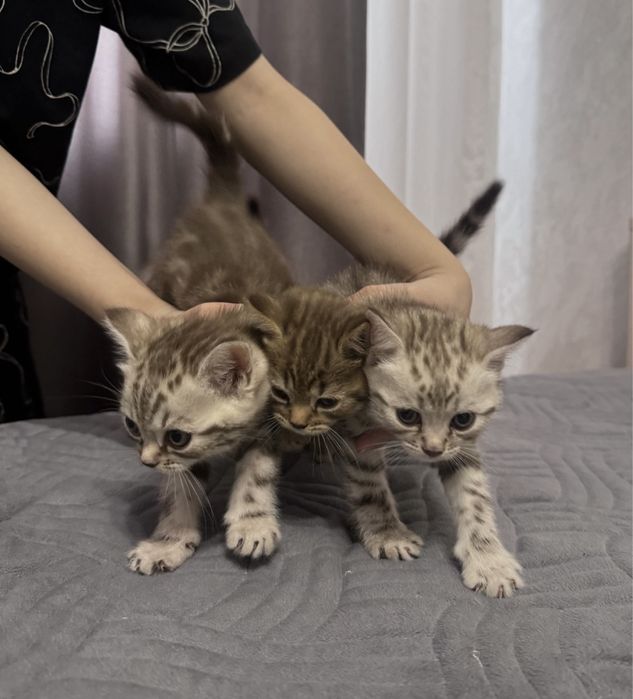 Британские котята