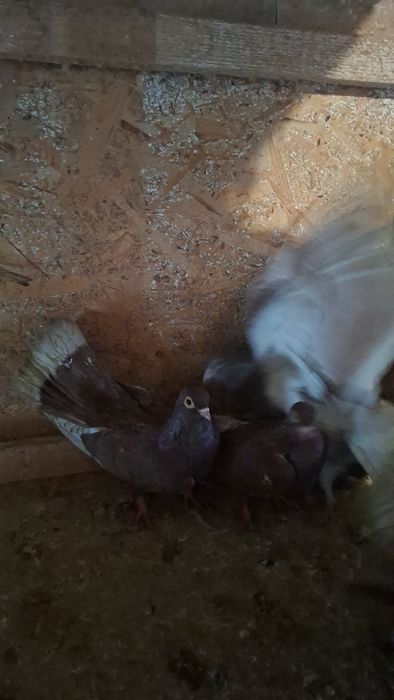 Porumbei 40 de lei bucata!