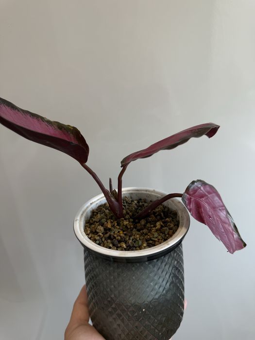 Калатея Розеопикта