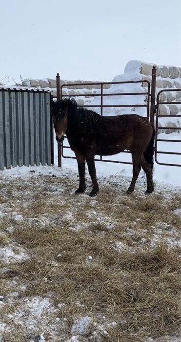 Жеребцы Кушумской породы