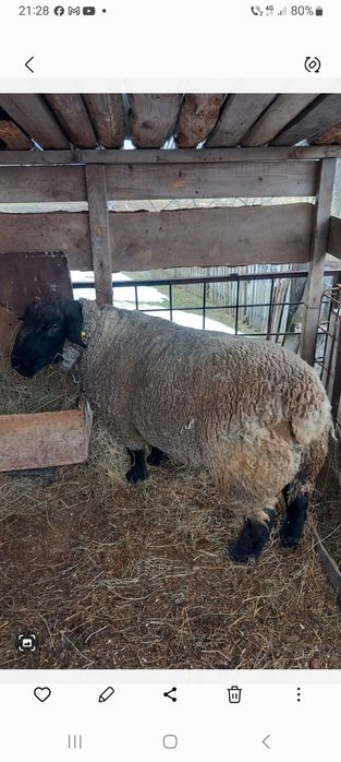 Berbec suffolk  de vanzare