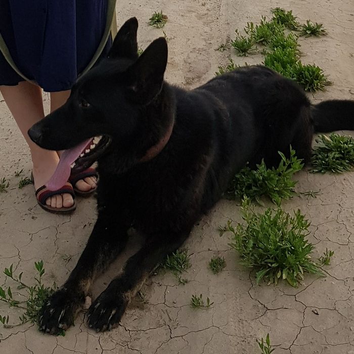 Кобель Вео вязка