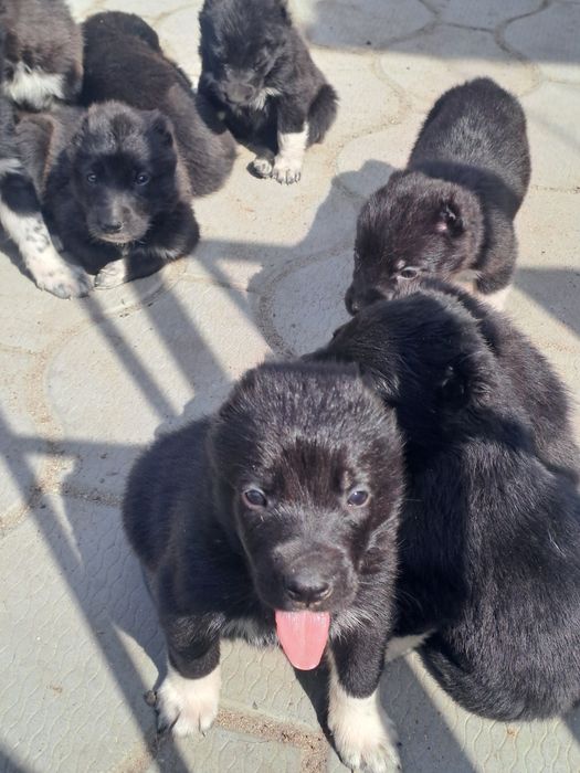 Продам щеночков.