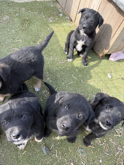 Cățeluși spre adopție