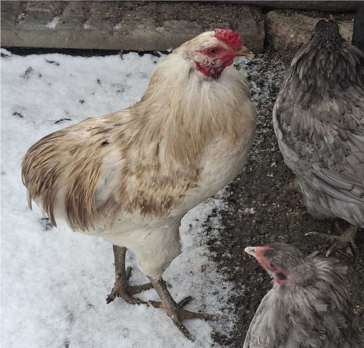 Vand oua pentru incubat de araucana