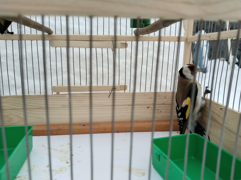 Продам щегла чижа с клеткой