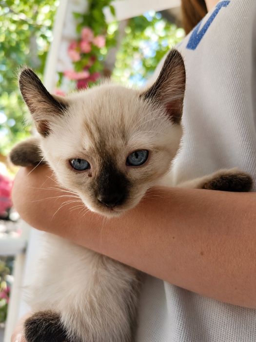 Отдам котят в хорошие руки