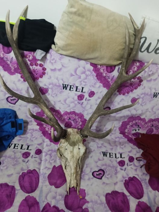 Trofeu  cerb carpatin