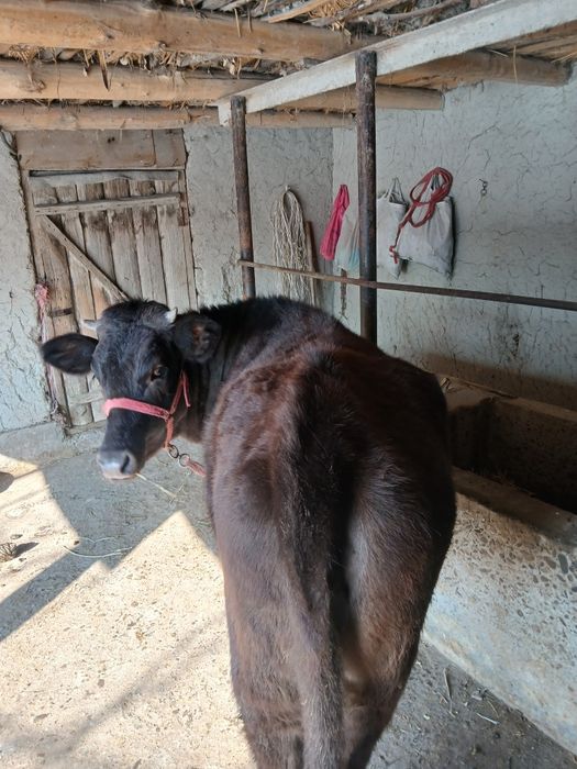 Хунажин сотилади