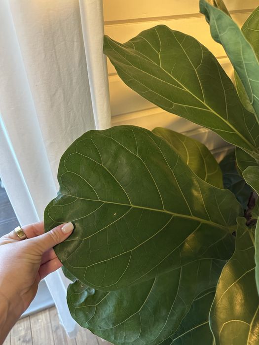 Фикус ЛИРАТА, взрослые деревья