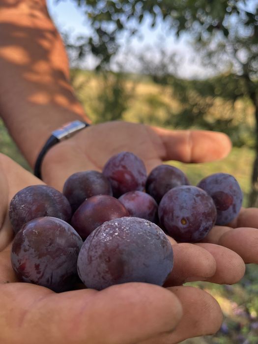 Vand prune proaspete