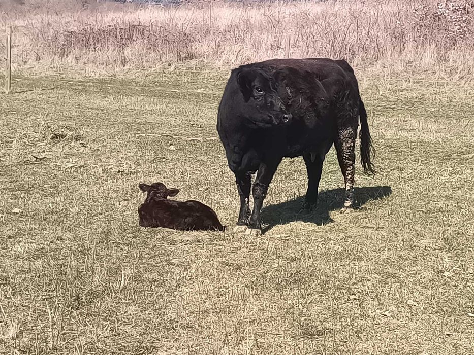 Vaci Black Angus cu pedigree + vițel - recent fatate