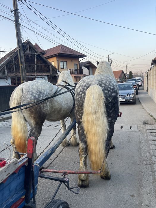 Vând armasar si iapă