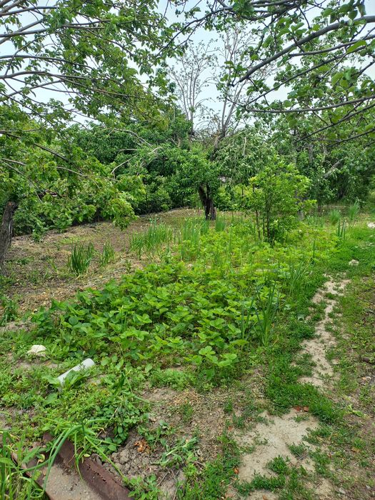 Продаётся дачный участок