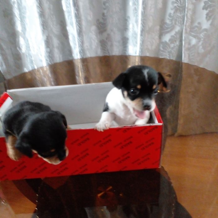 Продам мини тойтерьеров