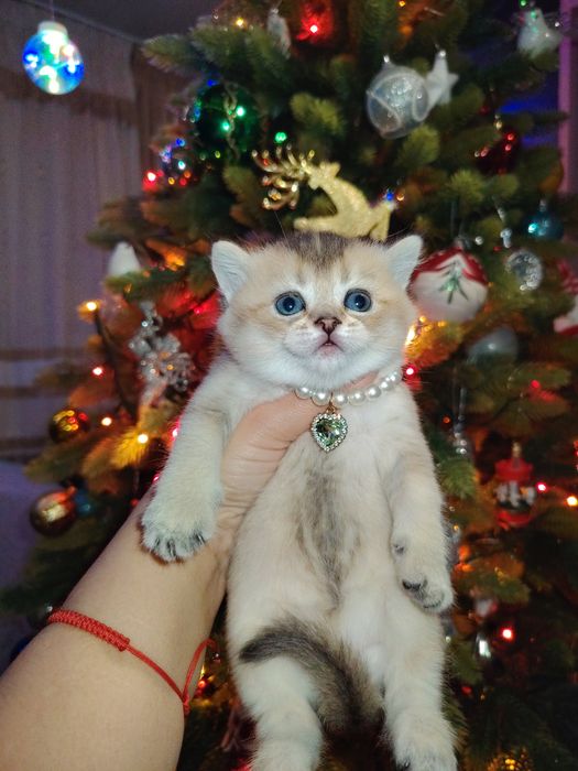 Продаются шикарные чистокровные котята скоттиш фолд