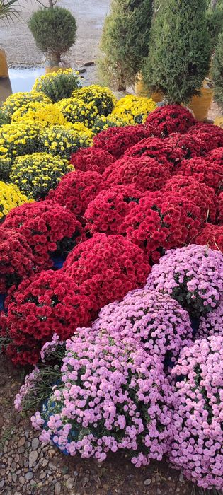 Gazon ekish  landshaft