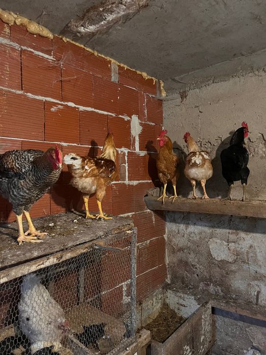 Продават се петли