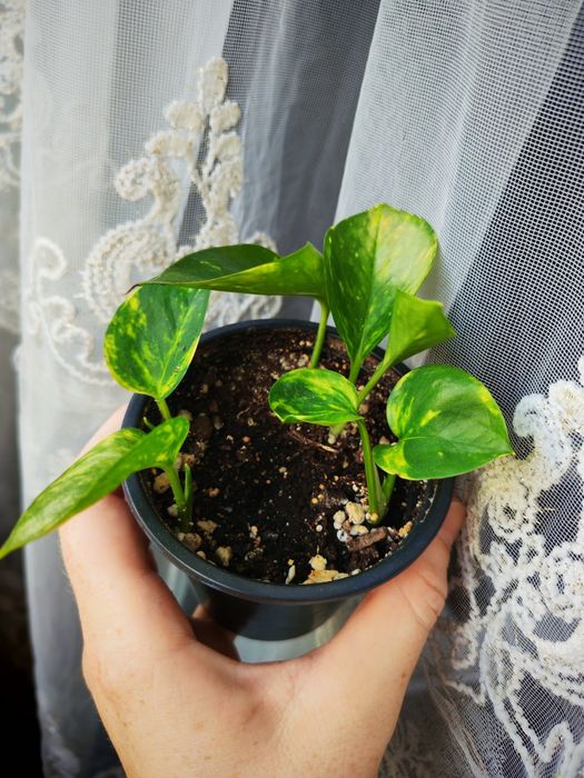 Комнатные растения, цветы для дома