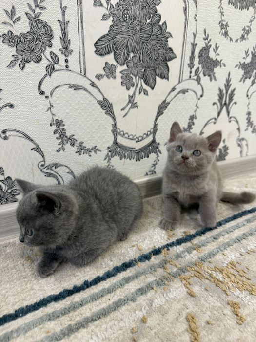 Продам котят британцев