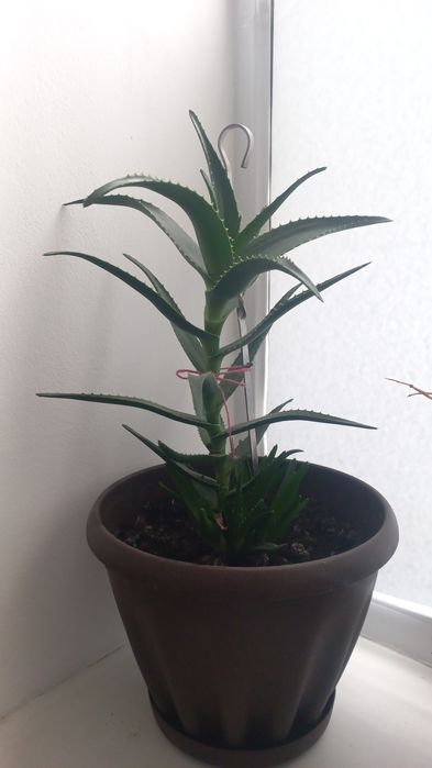 Комнатные цветы.