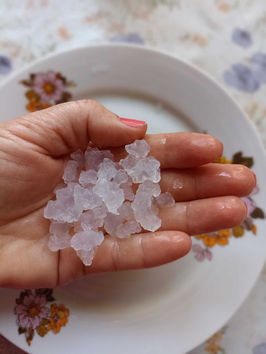 Ciuperca kombucha- skoby -Salonta