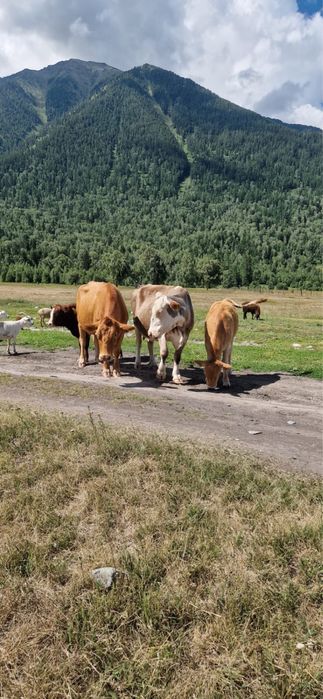Продам дойных коров