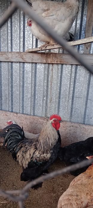 Қораз сатылады  жас