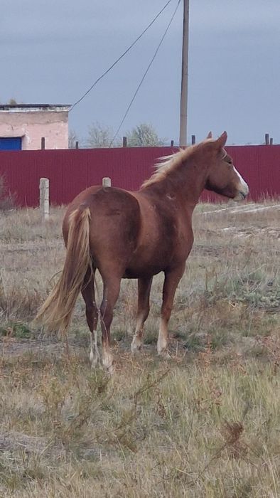 Дөнен тяж Алтай 1.3