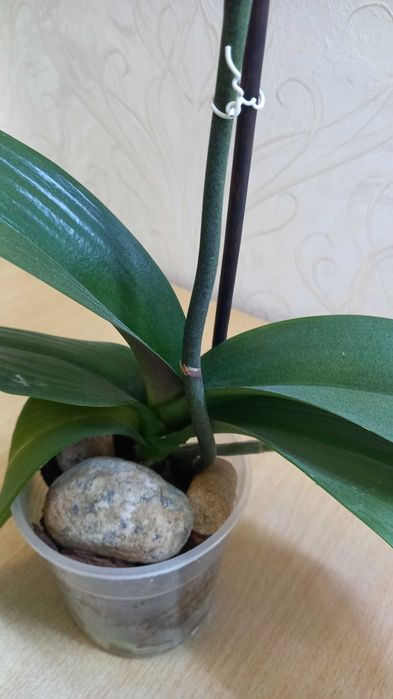 Орхидея фаленопсис цветущая