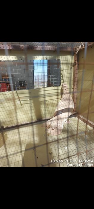 Широкохвостые голуби