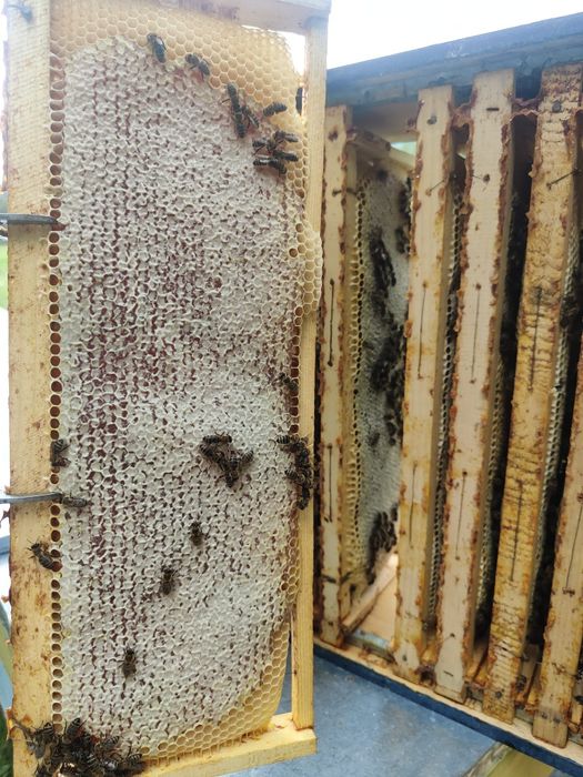 Se vinde 17 famili de albine in judetul Bistrița Năsăud