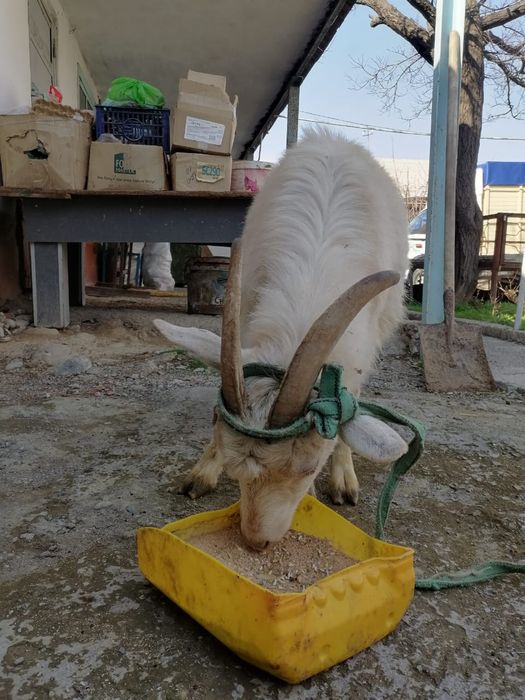 Ешкілер сатылады сауынды ешкілер