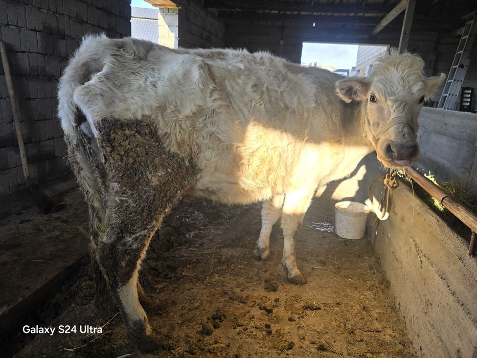 Аулекол сиыр бузауымен