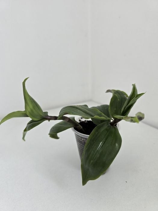 Комнатные цветы от 500тг