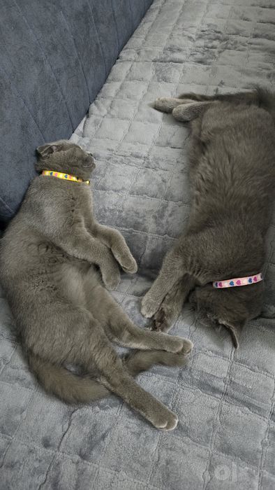 Скоттиш Фолд и Страйт