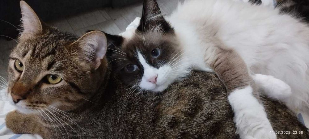 Биба и Боба Сноу шу  ,  Сара скоттиш страйт