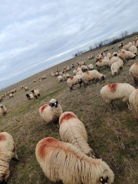 Vând oi tinere și frumoase!