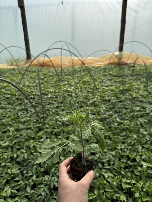 Разсад домати