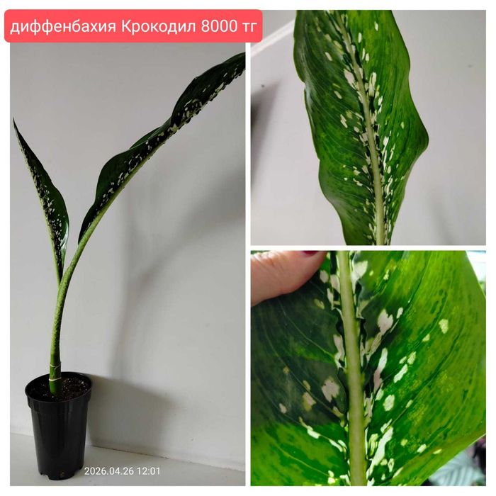 продам комнатные растения