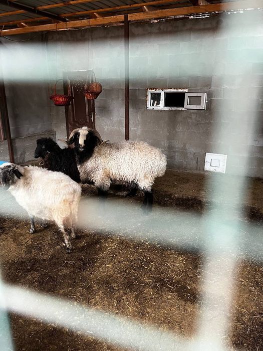 Үй жағдайында бағылған, ауру-сырқаусыз қошқар.
Тұқымы жақсы, өсімге де