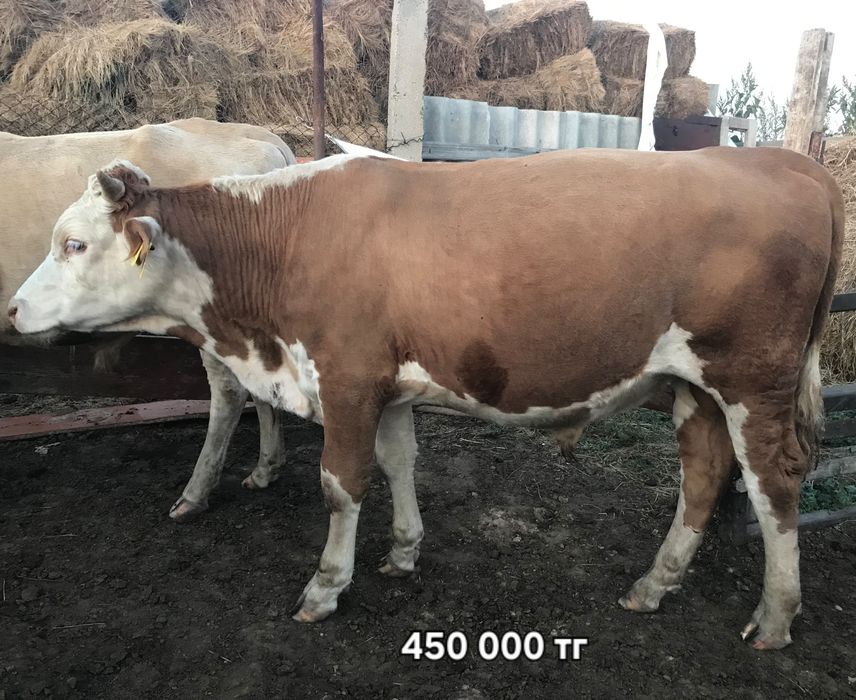Срочно продам бычков