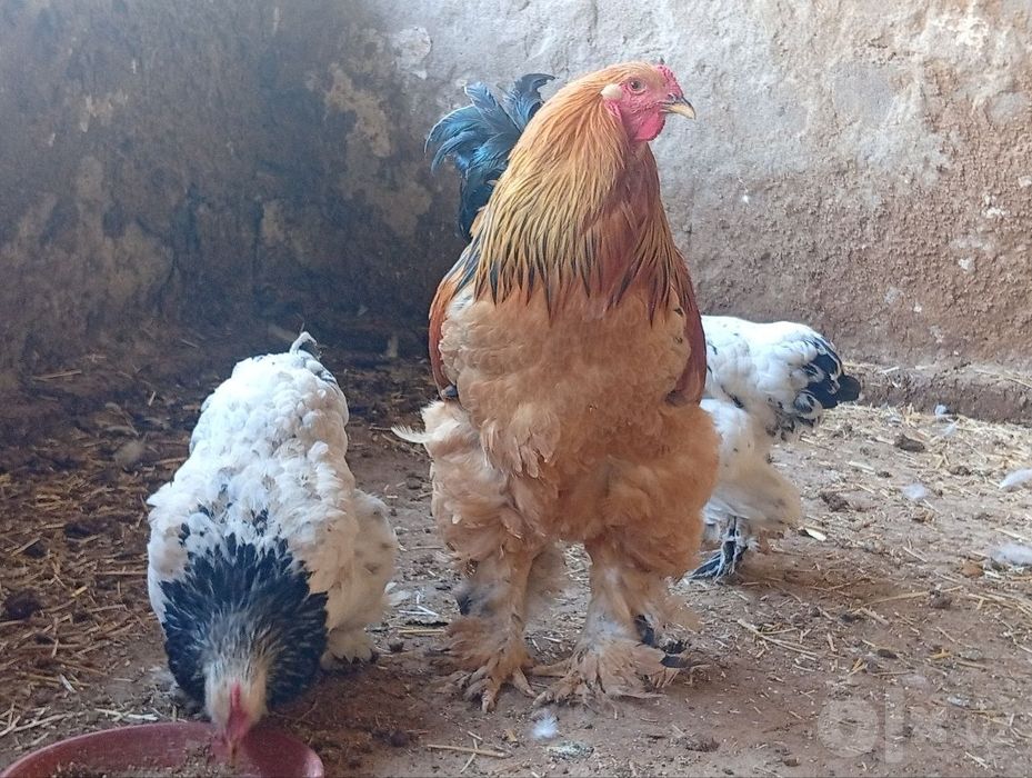 Brama Tovuq  xoʻroz lar sotiladi 
Zoʻr judayam chiroyli katta tuxum