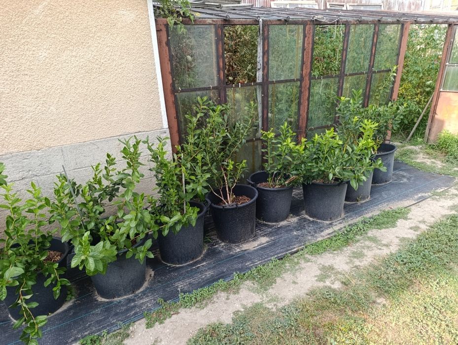 Американски боровинки