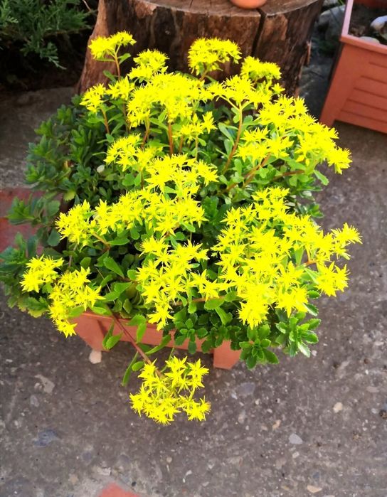 Plante perene - rezistente la îngheț