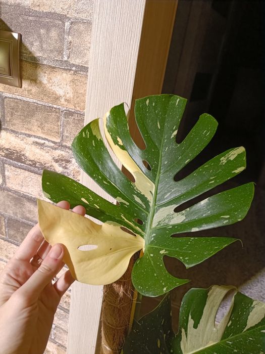 Монстера тайское созвездие