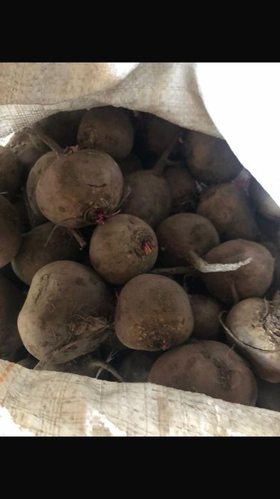 Sfeclā rosie de vânzare