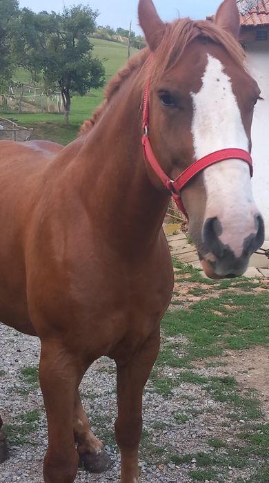 Vand iapa 5 pe 6 ani.