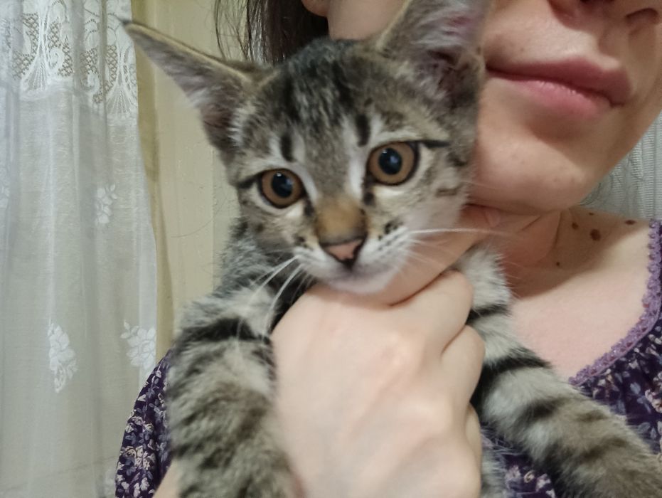 Котёнок мальчик бесплатно
