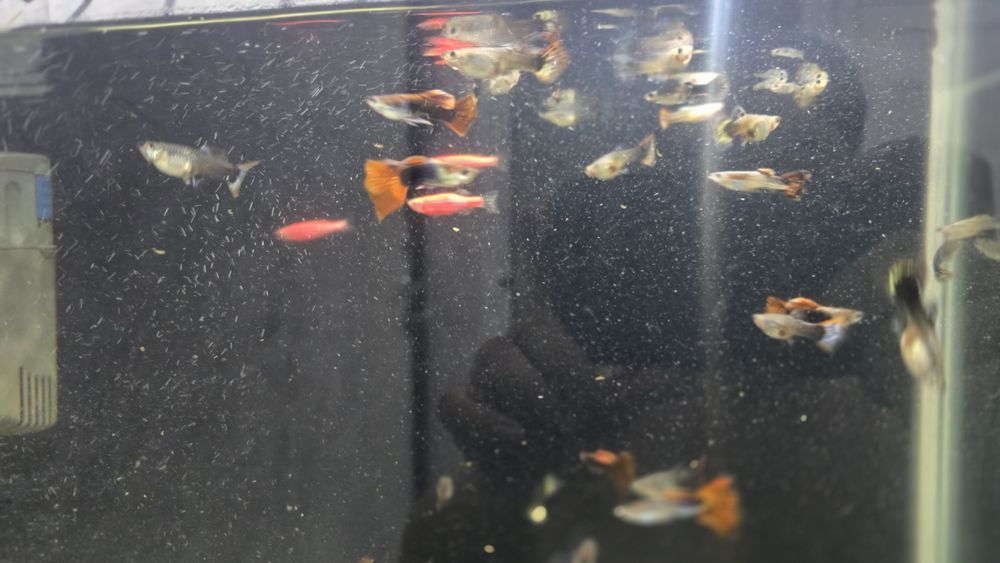 Аквариум с рыбками